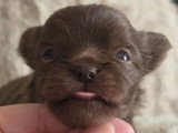Chiot Chihuahua mâle chocolat poils longs à réserver non LOF