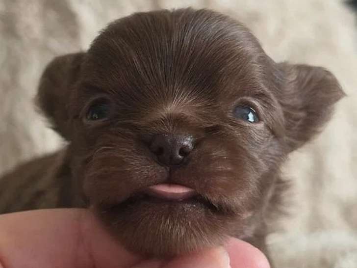Chiot Chihuahua mâle chocolat poils longs à réserver non LOF