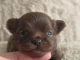 Chiot Chihuahua mâle chocolat poils longs à réserver non LOF