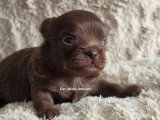 Chiot Chihuahua mâle chocolat poils longs à réserver non LOF
