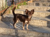 Chiot Chihuahua mâle chocolat poils longs à réserver non LOF