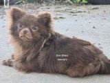 Chiot Chihuahua mâle chocolat poils longs à réserver non LOF
