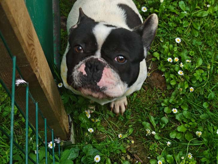 Chien adulte Bouledogue Francais à vendre