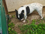 Chien adulte Bouledogue Francais à vendre