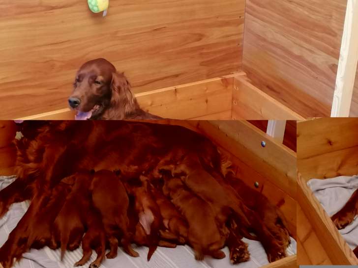 Chiots Setters Irlandais LOF de lignées de champions à vendre