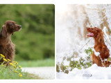 Chiots Setters Irlandais LOF de lignées de champions à vendre