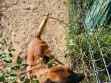 Chien adulte de type Berger Belge Malinois mâle à vendre