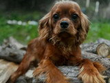 Chiot Cavalier King Charles mâle LOF né en avril 2025 à vendre