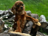 Chiot Cavalier King Charles mâle LOF né en avril 2025 à vendre