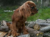 Chiot Cavalier King Charles mâle LOF né en avril 2025 à vendre