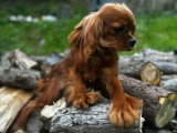 Chiot Cavalier King Charles mâle LOF né en avril 2025 à vendre