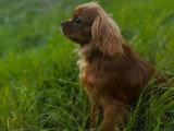 Chiot Cavalier King Charles mâle LOF né en avril 2025 à vendre