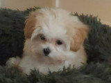 Chiot Maltipoo tea cup à vendre
