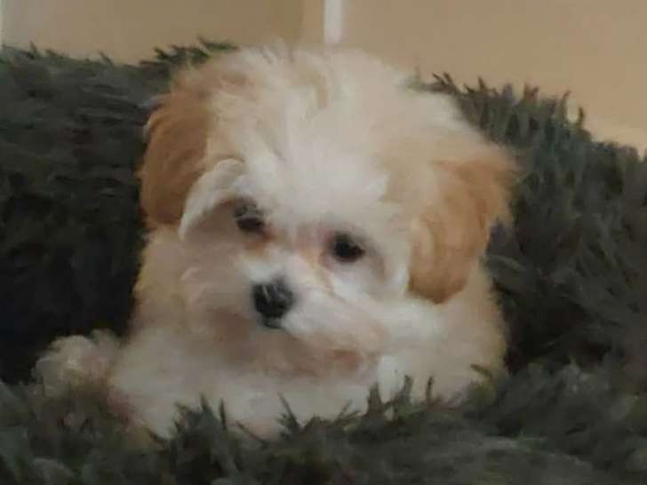 Chiot Maltipoo tea cup à vendre