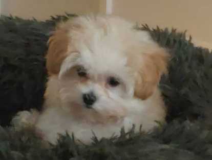 Chiot Maltipoo tea cup à vendre