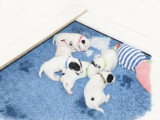 6 chiots Terrier du Révérend Russell LOF nés en mai 2026 à réserver