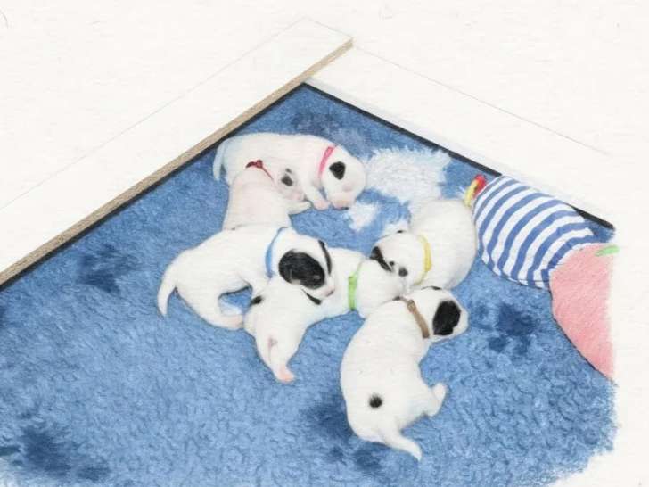 6 chiots Terrier du Révérend Russell LOF nés en mai 2026 à réserver