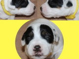6 chiots Terrier du Révérend Russell LOF nés en mai 2026 à réserver