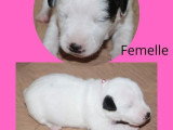 6 chiots Terrier du Révérend Russell LOF nés en mai 2026 à réserver