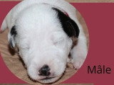 6 chiots Terrier du Révérend Russell LOF nés en mai 2026 à réserver