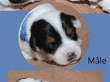 6 chiots Terrier du Révérend Russell LOF nés en mai 2026 à réserver