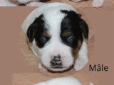 6 chiots Terrier du Révérend Russell LOF nés en mai 2026 à réserver