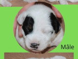6 chiots Terrier du Révérend Russell LOF nés en mai 2026 à réserver
