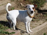 6 chiots Terrier du Révérend Russell LOF nés en mai 2026 à réserver