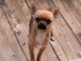 Chiot femelle Chihuahua LOF de juin 2025 à vendre