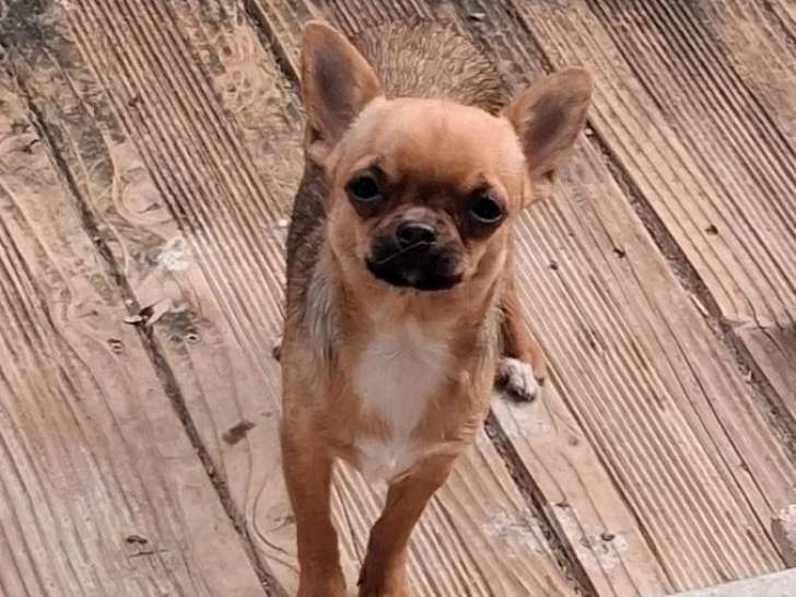 Chiot femelle Chihuahua LOF de juin 2025 à vendre