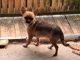 Chiot femelle Chihuahua LOF de juin 2025 à vendre