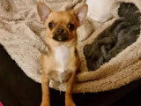 Chiot femelle Chihuahua LOF de juin 2025 à vendre