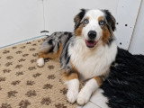Chienne Berger Australien bleue merle LOF de 2020 en vente