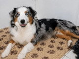 Chienne Berger Australien bleue merle LOF de 2020 en vente