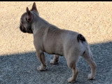 Chiot femelle Bouledogue Français fauve non LOF à vendre