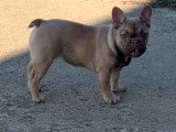Chiot femelle Bouledogue Français fauve non LOF à vendre