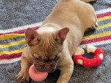 Chiot femelle Bouledogue Français fauve non LOF à vendre