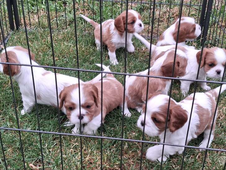 Chiots femelles et mâles Cavalier King Charles LOF à vendre
