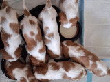 Chiots femelles et mâles Cavalier King Charles LOF à vendre