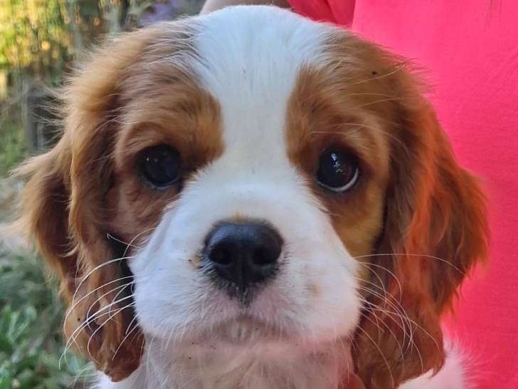 Chiots mâles Cavalier King Charles LOF à vendre