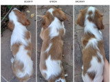 Chiots mâles Cavalier King Charles LOF à vendre