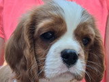 Chiots mâles Cavalier King Charles LOF à vendre