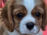 Chiots mâles Cavalier King Charles LOF à vendre