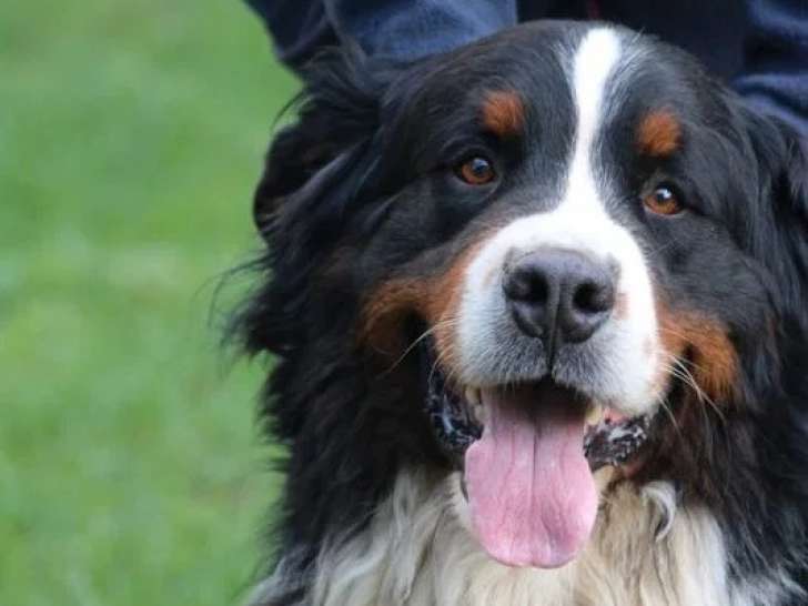 Bouvier Bernois LOF mâle disponible pour saillie