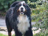 Bouvier Bernois LOF mâle disponible pour saillie