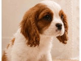 Chiot Cavalier King Charles mâle Blenheim LOF à vendre