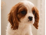 Chiot Cavalier King Charles mâle Blenheim LOF à vendre