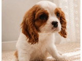 Chiot Cavalier King Charles mâle Blenheim LOF à vendre