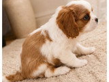 Chiot Cavalier King Charles mâle Blenheim LOF à vendre