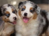 4 chiots Berger Australien à réserver non LOF nés en avril 2026